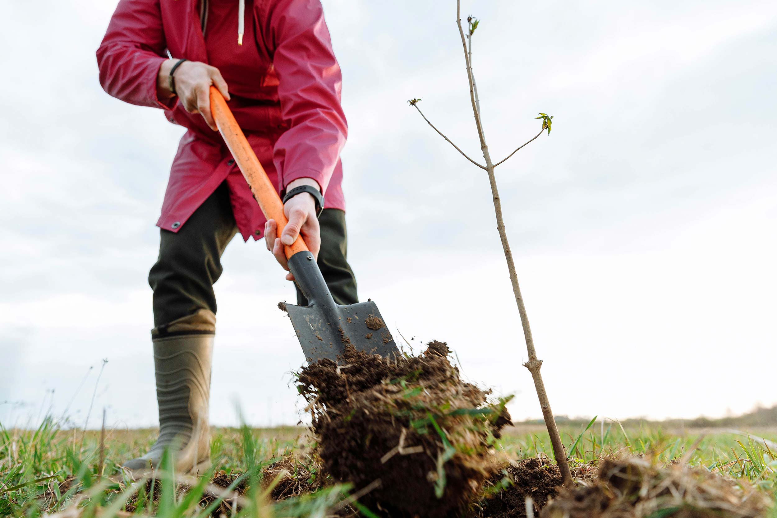 Person planting young tree